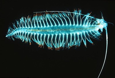 800px-Tomopteriskils.jpg