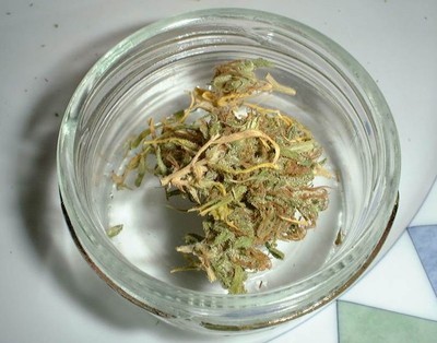 762px-Dried_cannabis_bud_in_glass_cup.jpg