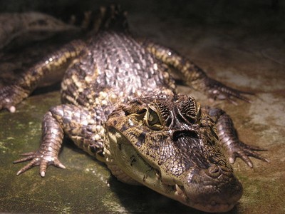 800px-Kleines_Krokodil.JPG