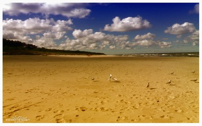 dydymus silent beach.jpg